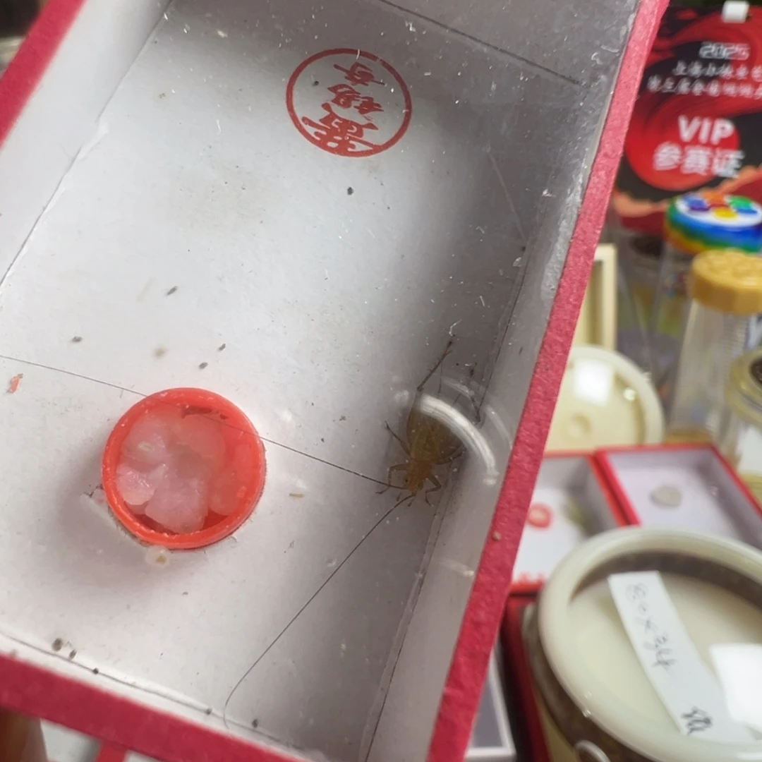 蟋蟀黄老师过冬中黄蛉