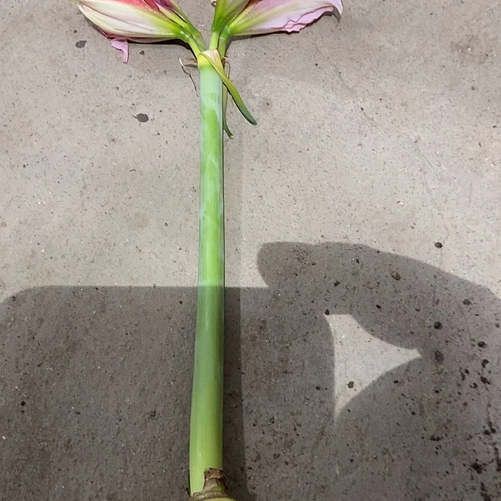 无花朵胖东朱顶红。鬼魅。花后球