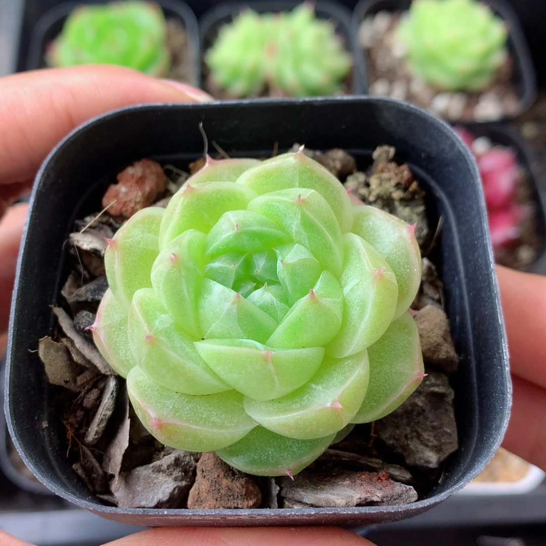 58包邮  群生不包整 22