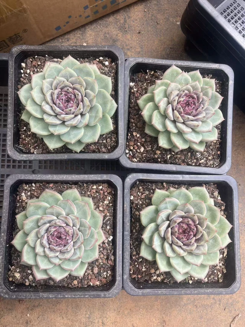 紫晶多肉，脱土发货