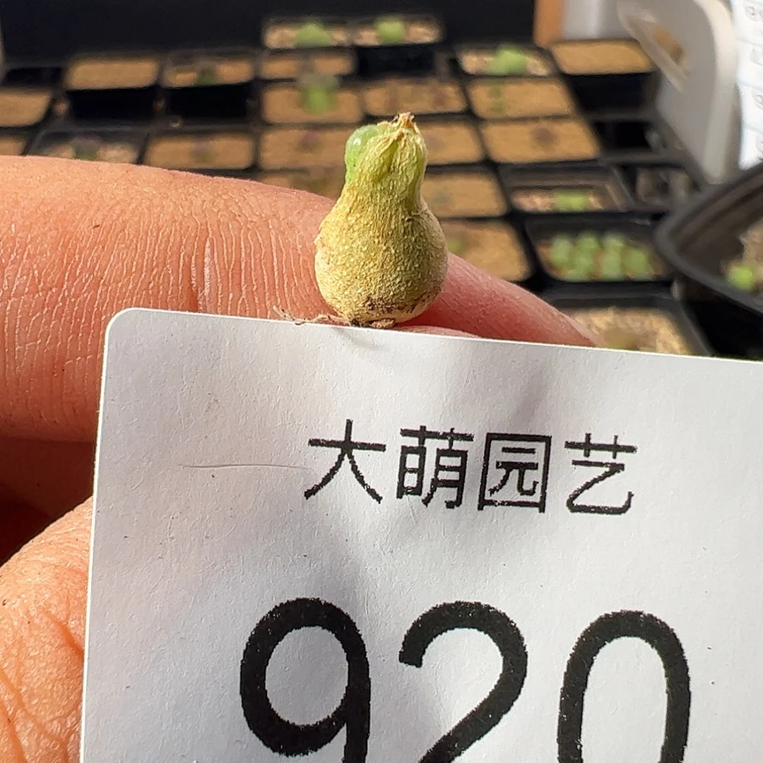 一物一拍。       920