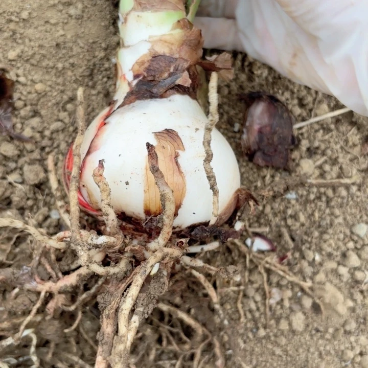 无花朵糖果戴斯包对版一号