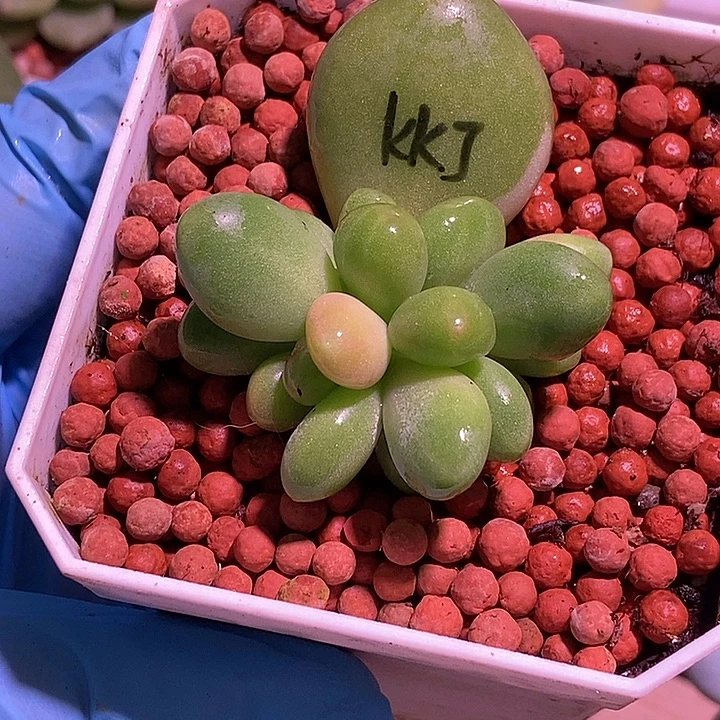 Kk奶酪锦多肉植物