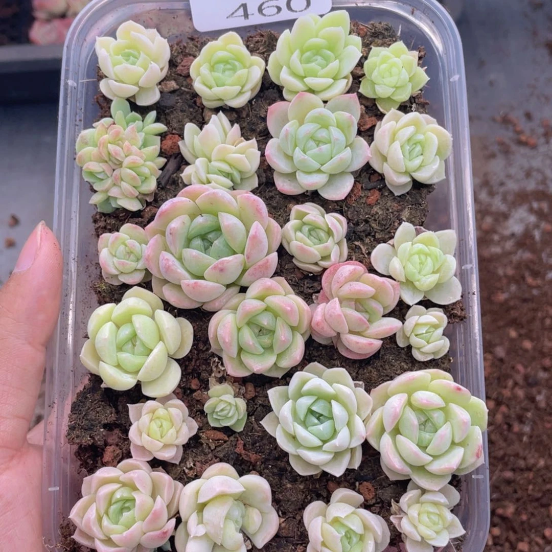 云糖心多肉植物460