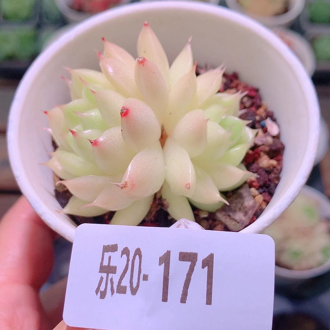 乐然20-171 麦秆双头