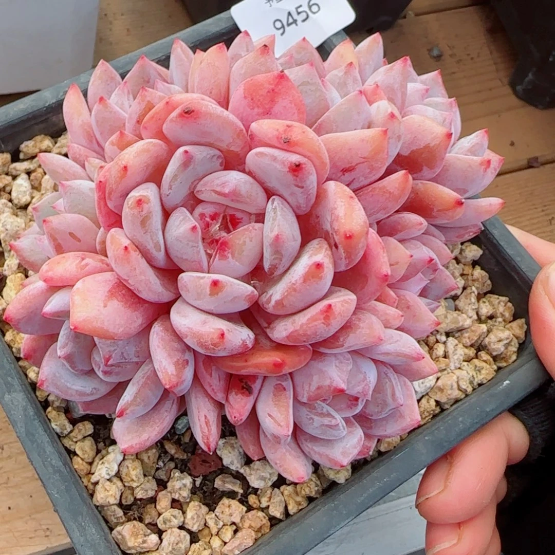 星影群，9456多肉植物