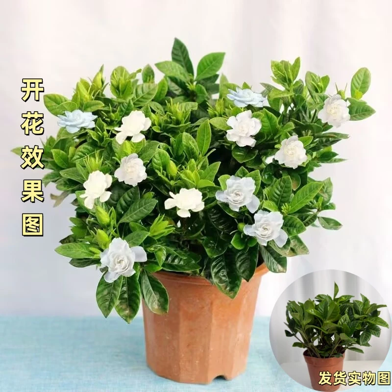 大叶栀子花盆栽浓香型栀子花花卉绿植室内客厅阳台绿植