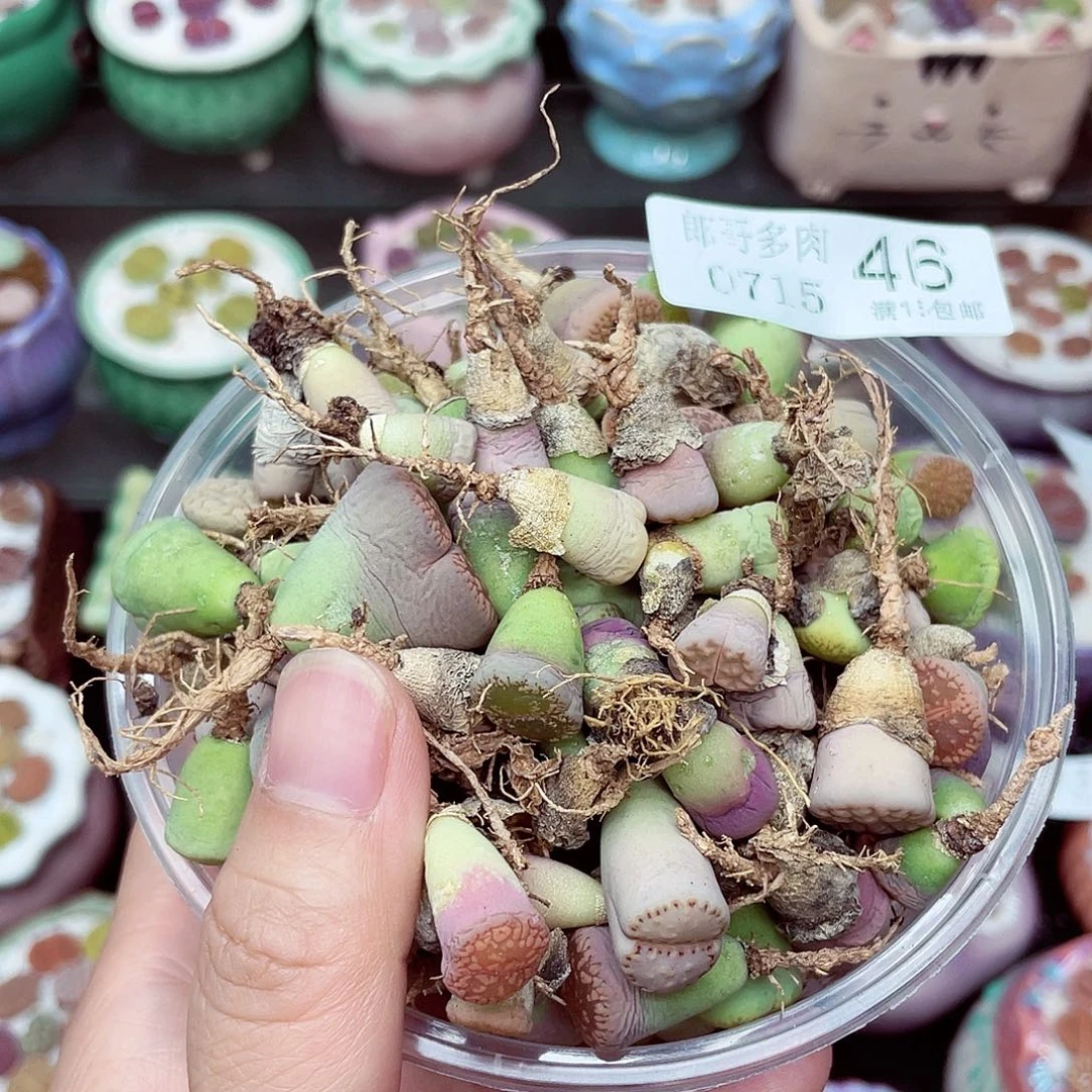 生石花18包邮0715-46