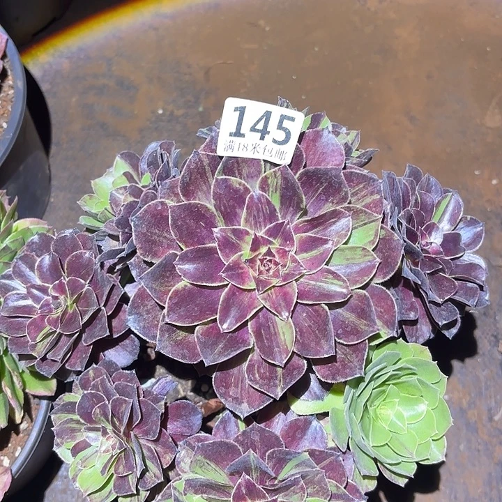145花夜宴捧花掌心多肉法师锦