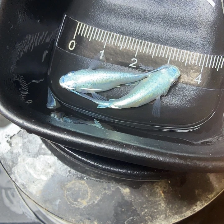 青鳉鱼58号拍品银豆