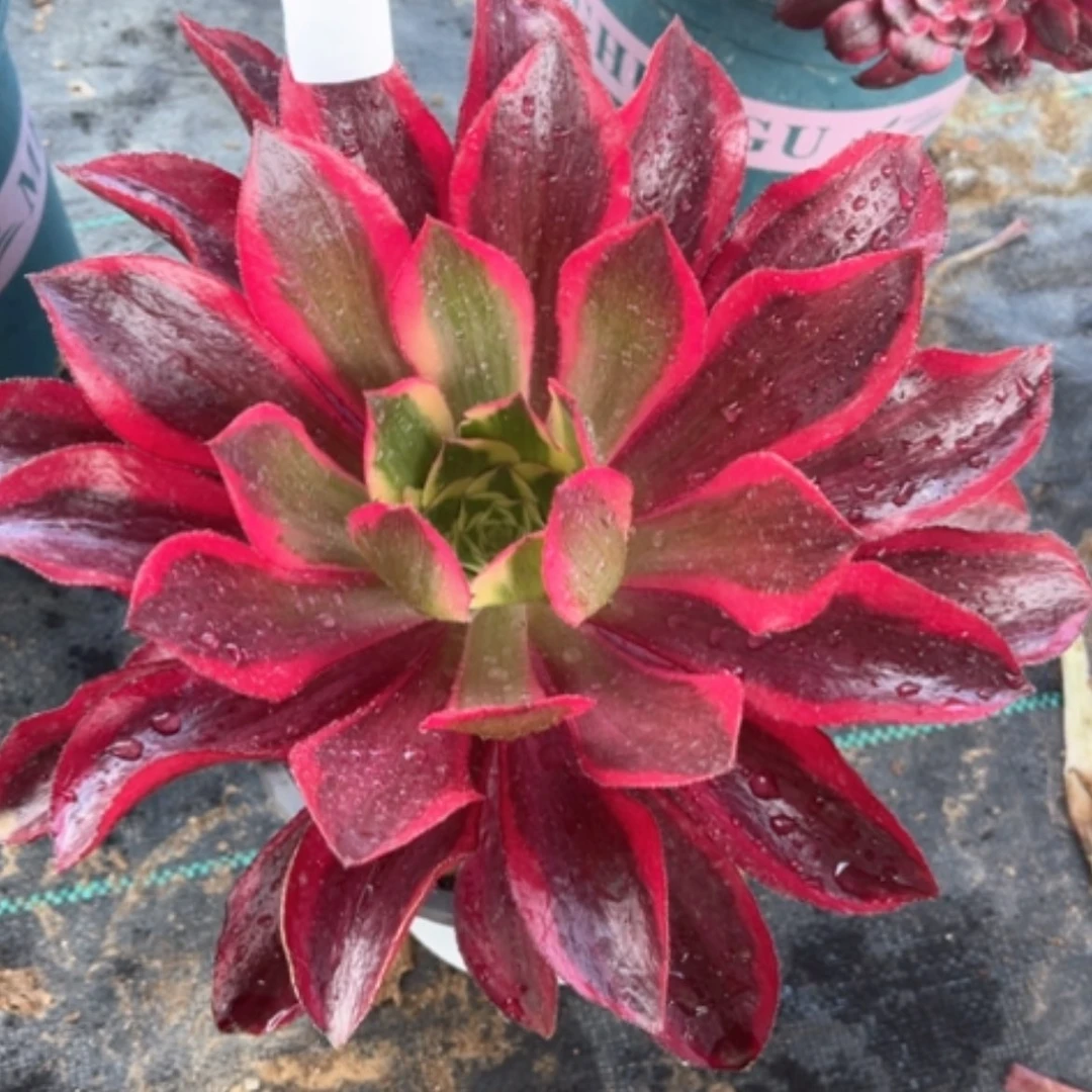 【闪购商品】15魅影多肉法师