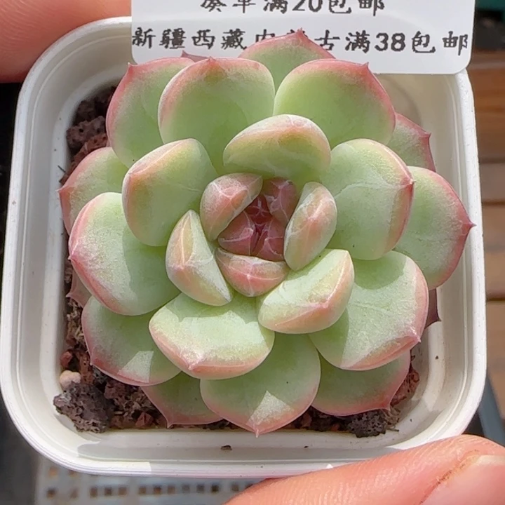 0606-230琴心琴心