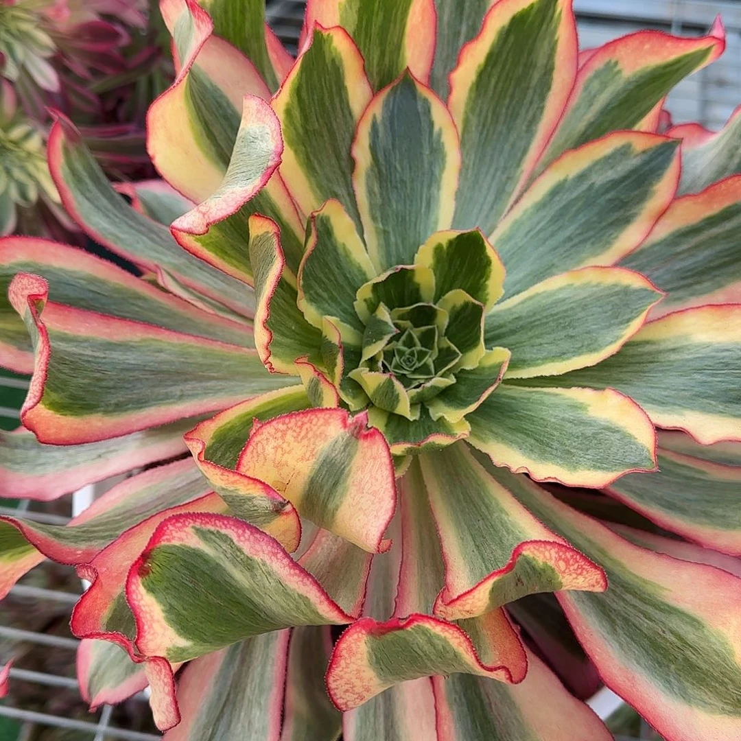 多肉植物魅影723