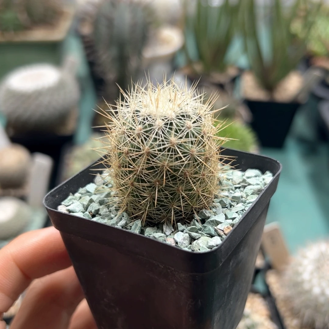 一***雄实生金杯 脱土发货多肉