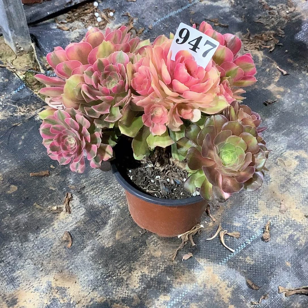 小**?红袖947多肉法师