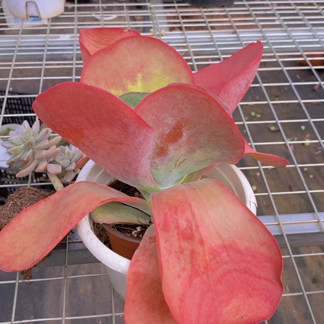 唐印特大大单头精控精养
