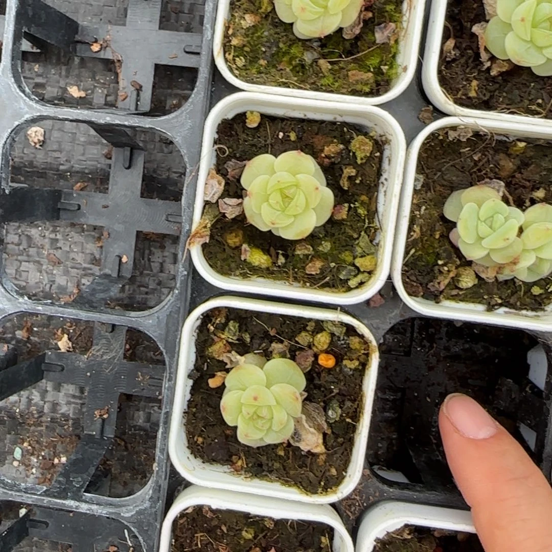 青梅盆5床一个满25包邮