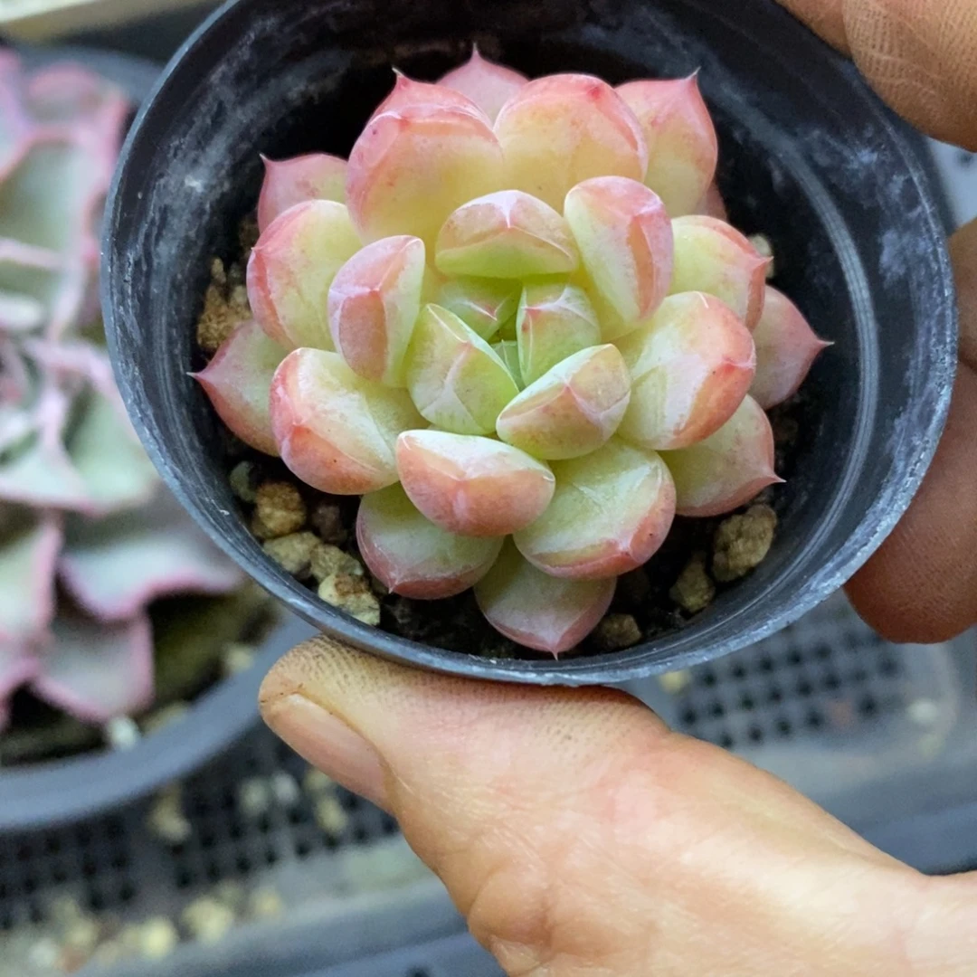 精品多肉一物一拍不包整6