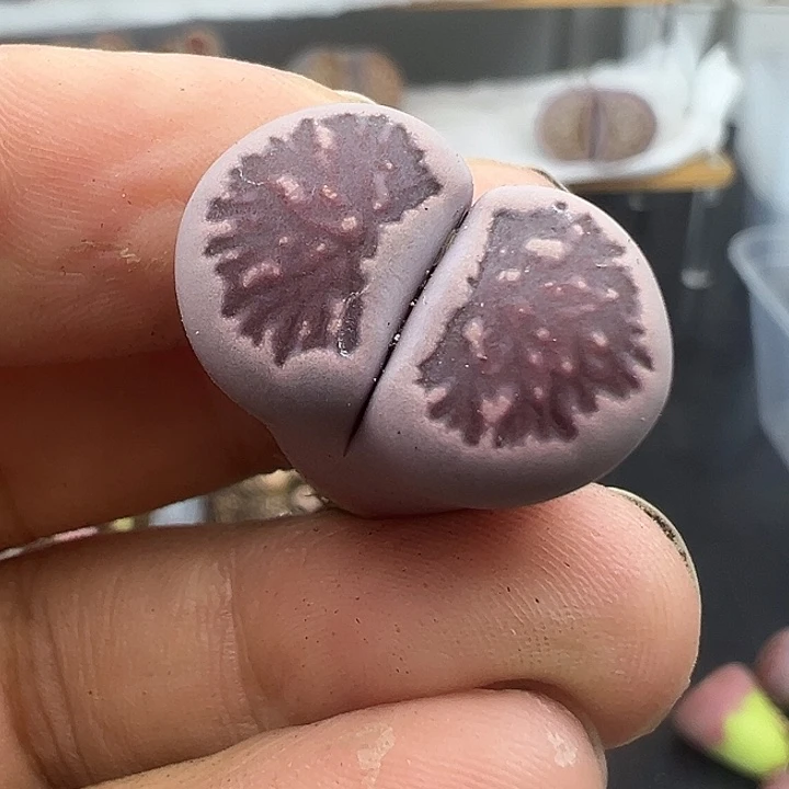 518紫菊福利111111111111