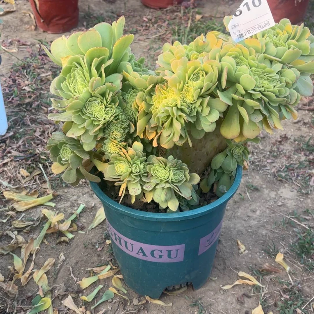 好*610绿杨蓉缀多肉植物