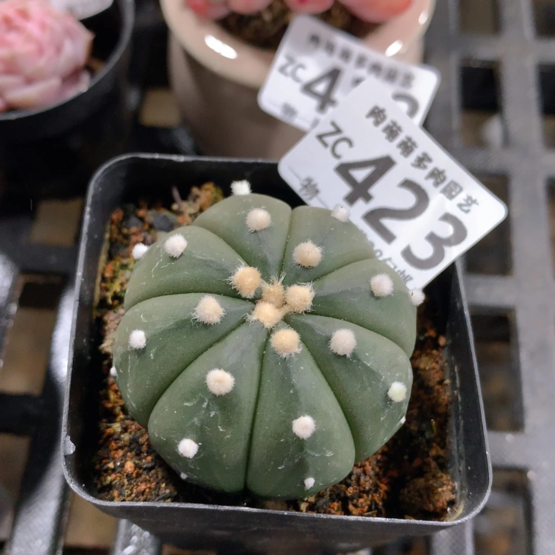 肉萌萌拇指盆精控多肉ZC423