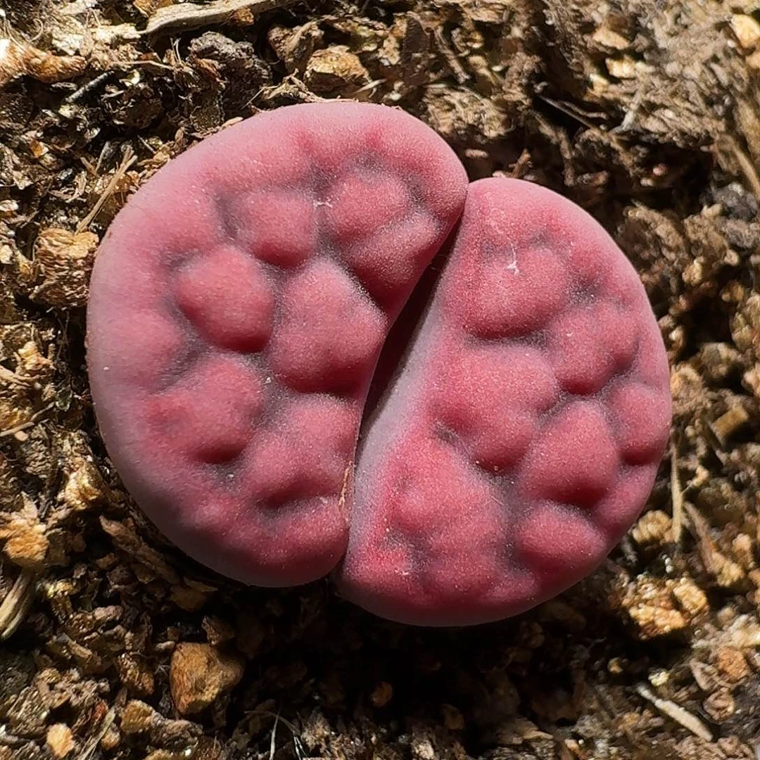 L****n生石花等1111111。  369