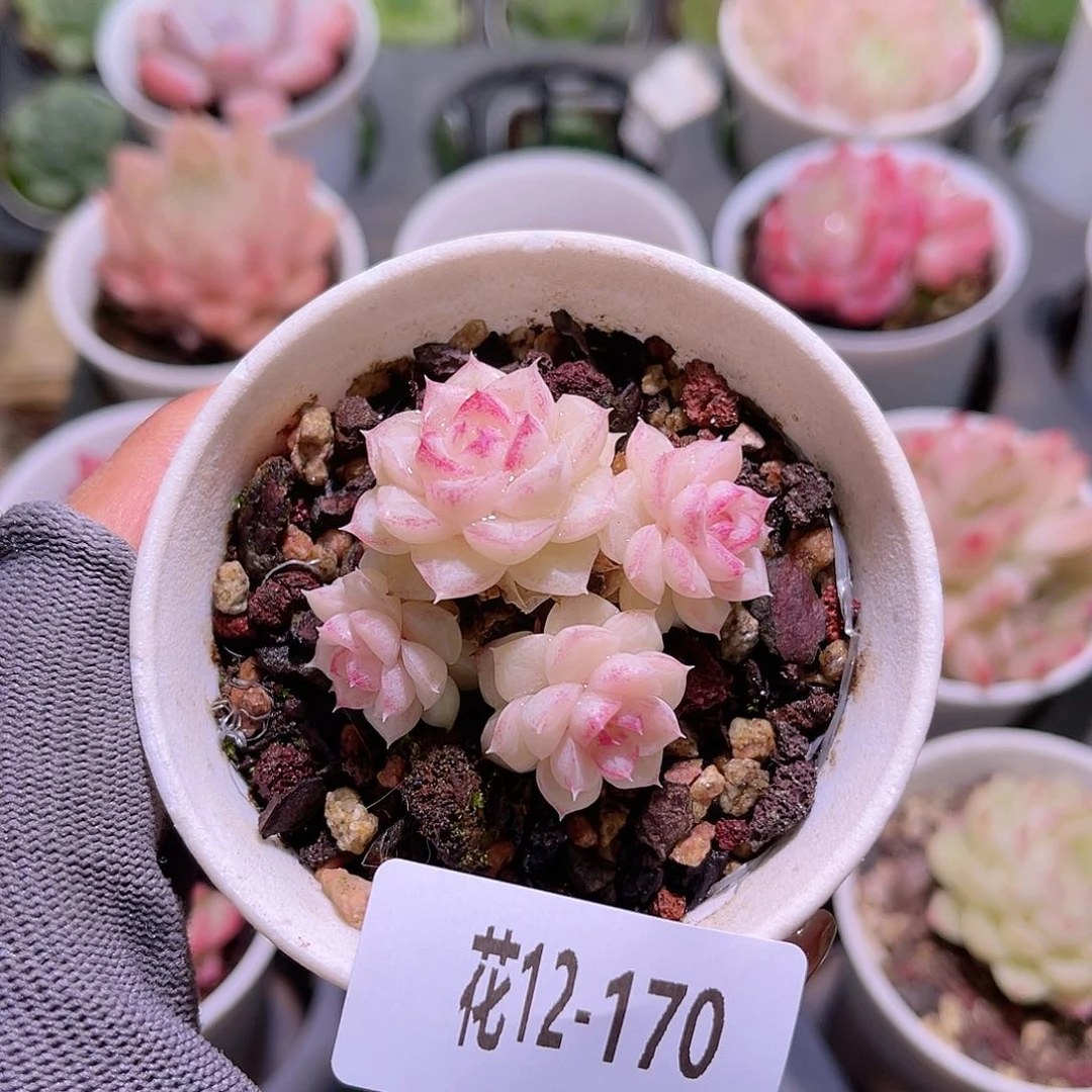 花12-170白天鹅群