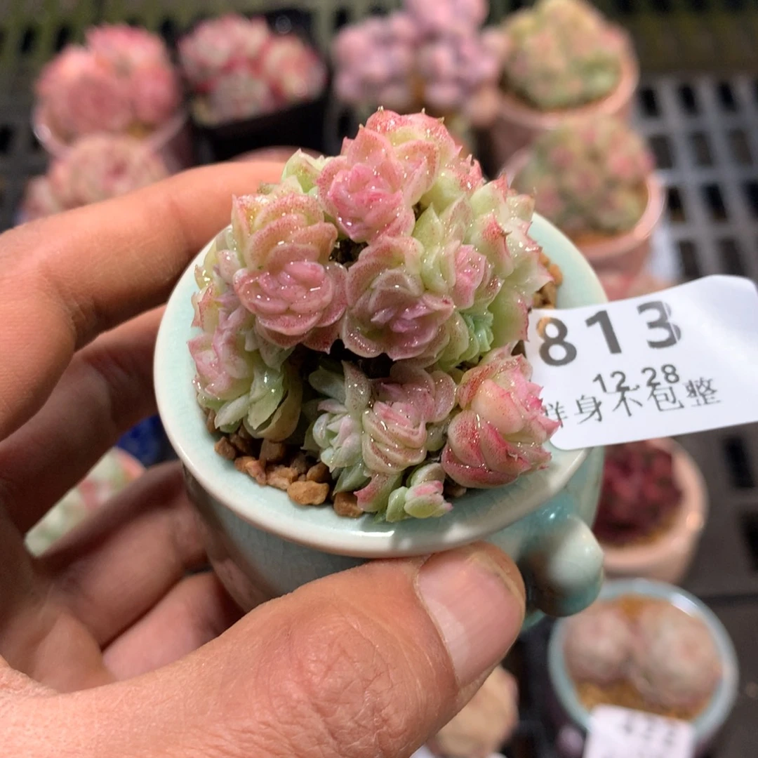 精控拇指盆12.28813
