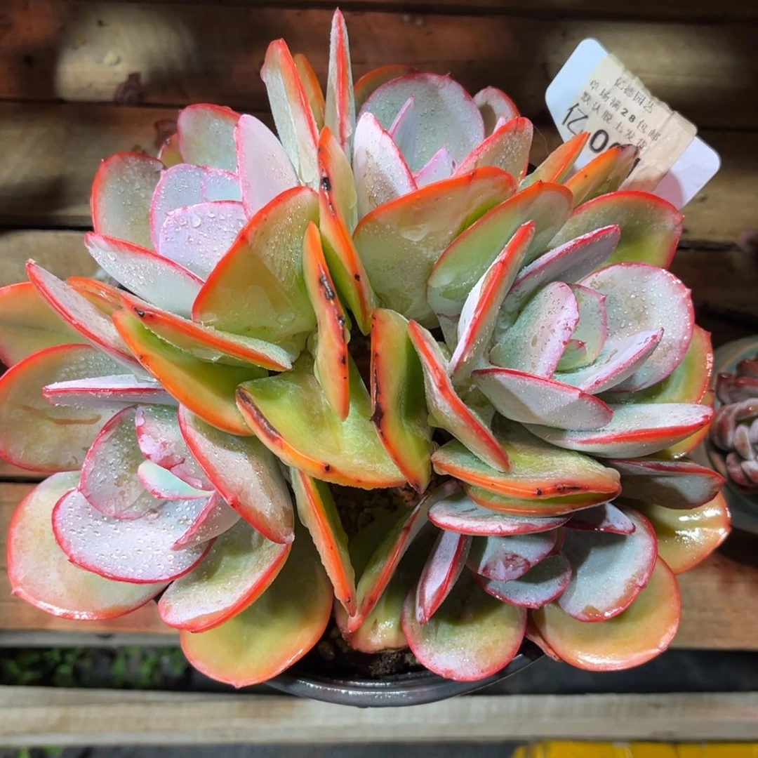 布鲁克林的蓝朵朵缀多肉植物fuchu