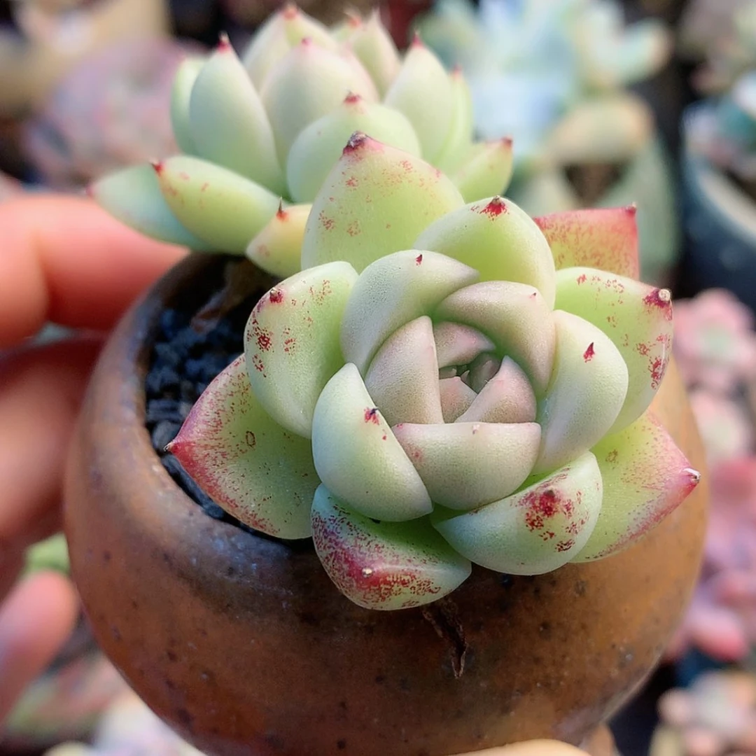 【闪购商品】暖*宝暖宝宝