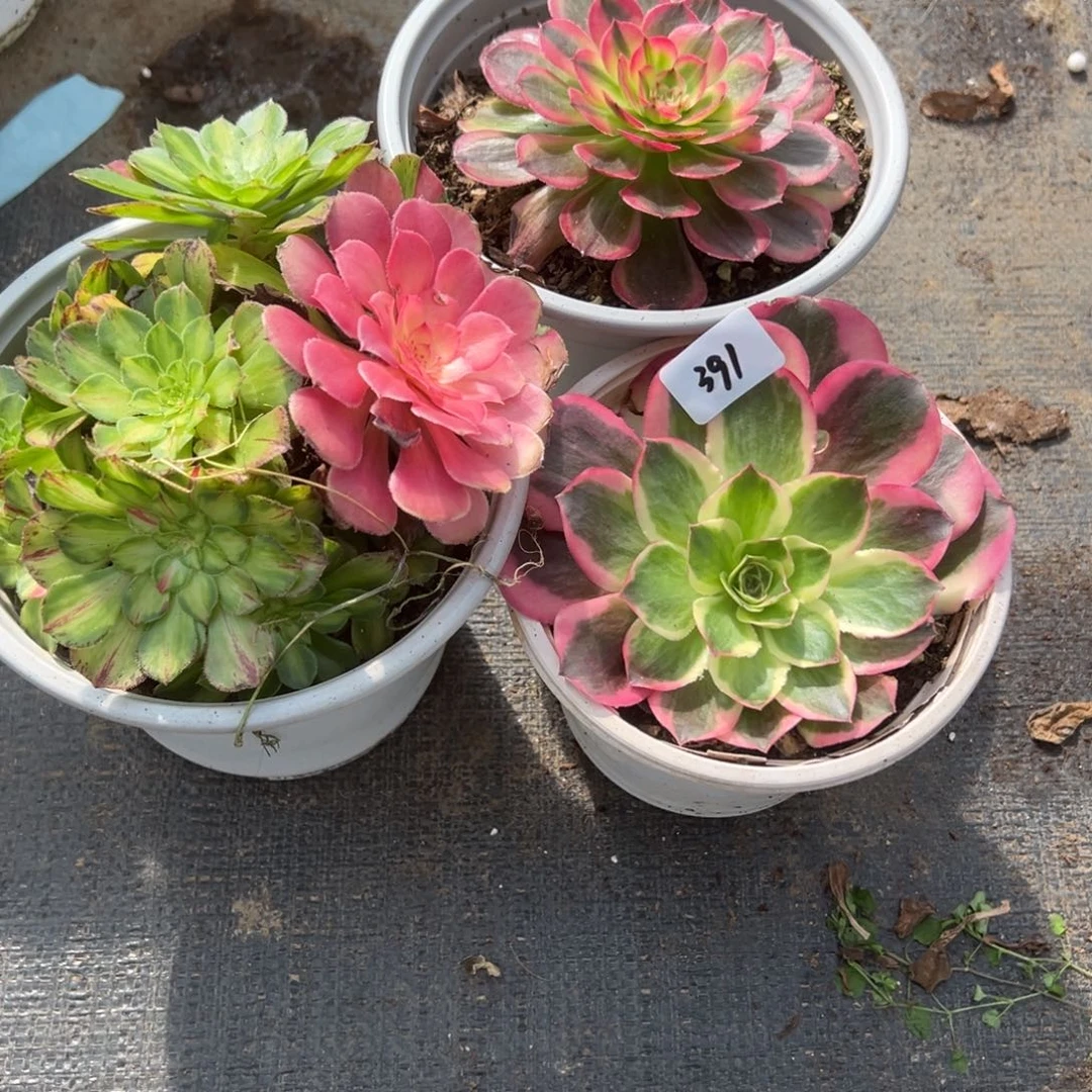 391三颗多头多肉多肉