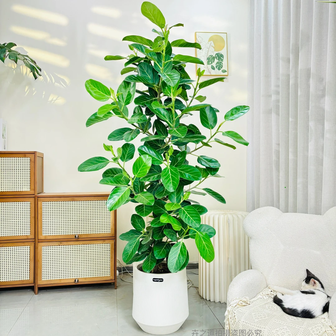 孟加拉榕盆栽大型绿植黄金榕高山榕树室内客厅落地