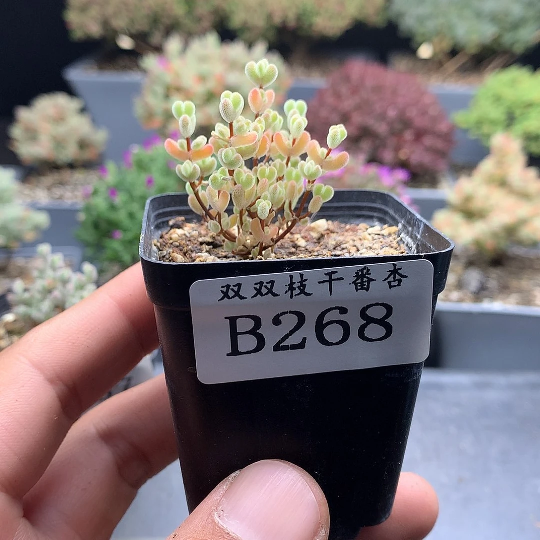 268实生莱斯。