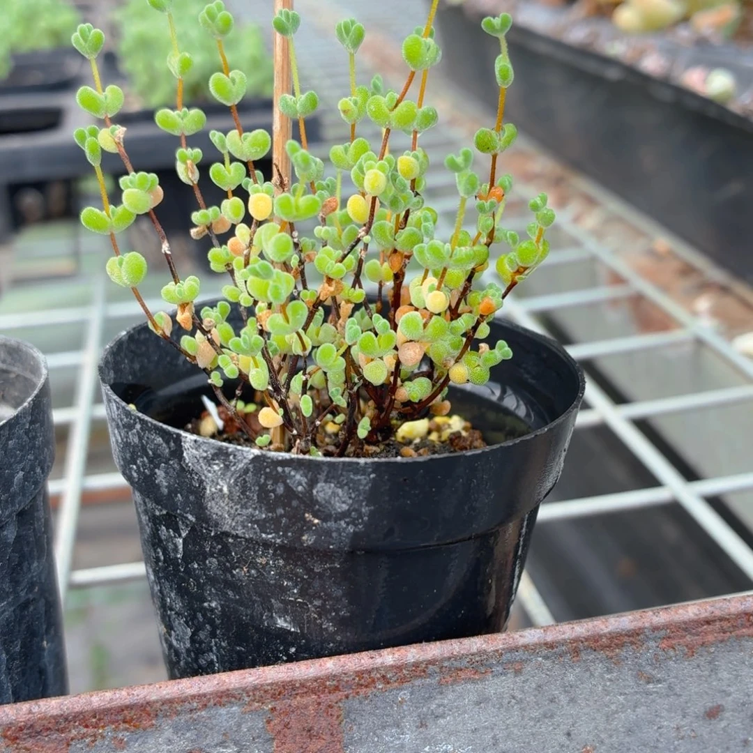 莱斯枝干多肉9.9包邮发货