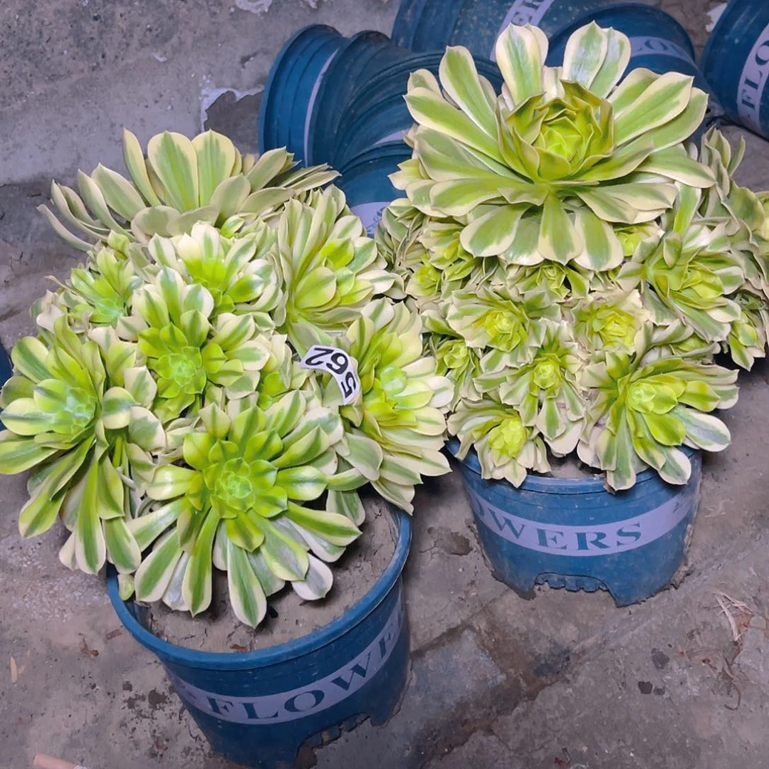 两盆法师13-40包邮法师