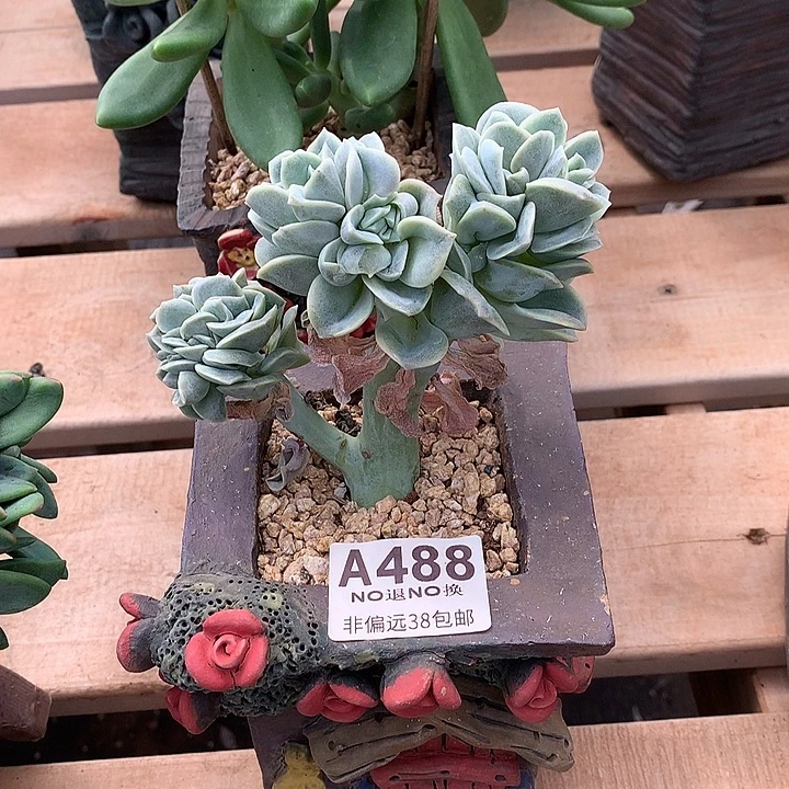 可爱玫瑰缀化 488需延迟发货