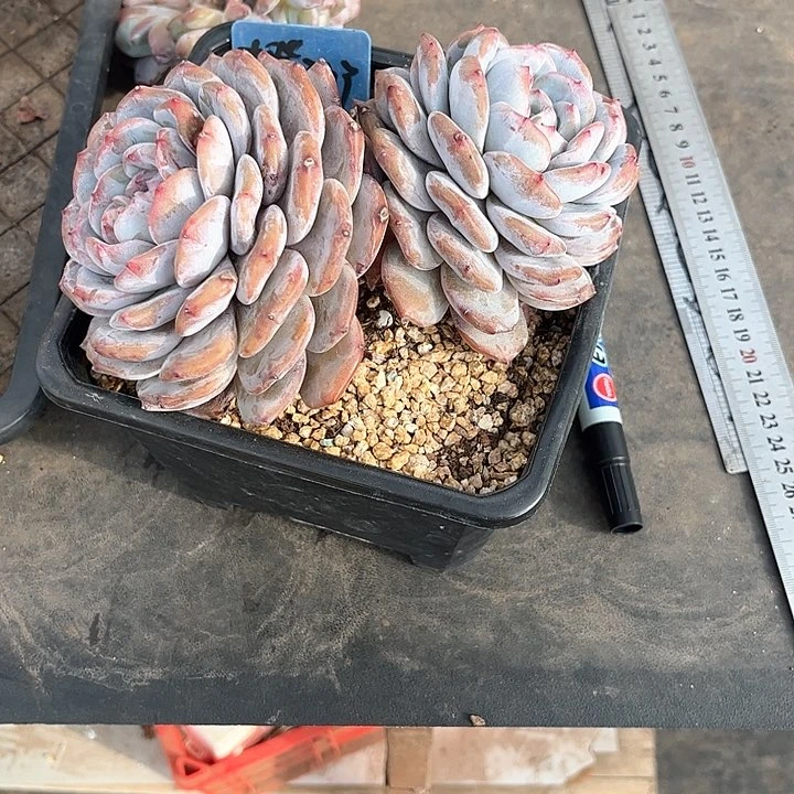 胖嘟嘟肥嘟嘟的多肉