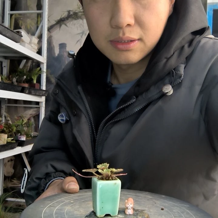 时****鱼小盆景小植物一物一拍126