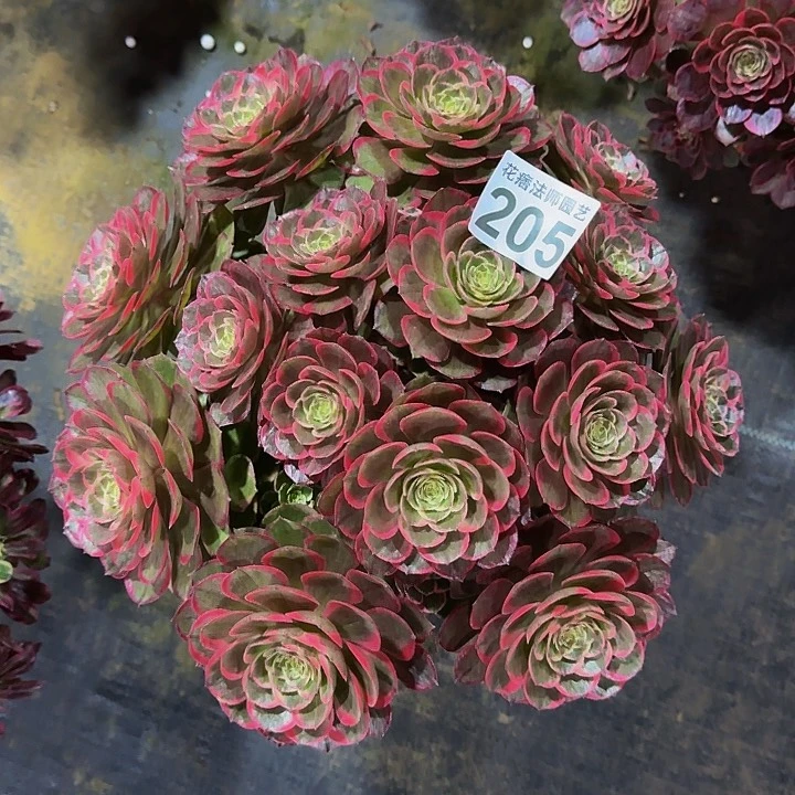 红陶粉花妖205。00