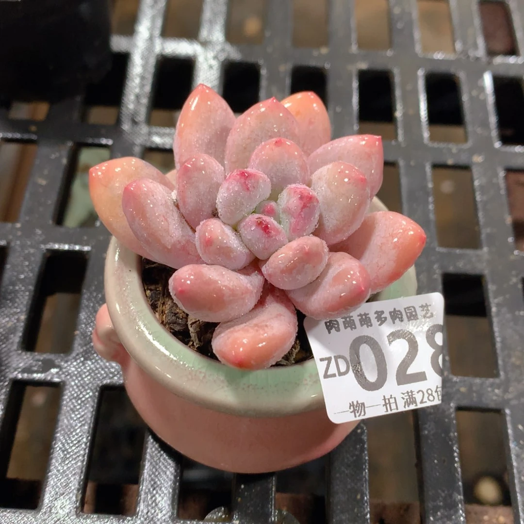 肉萌萌拇指盆精控多肉ZD028