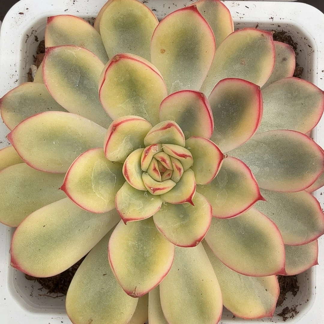 荷花锦，多肉植物。