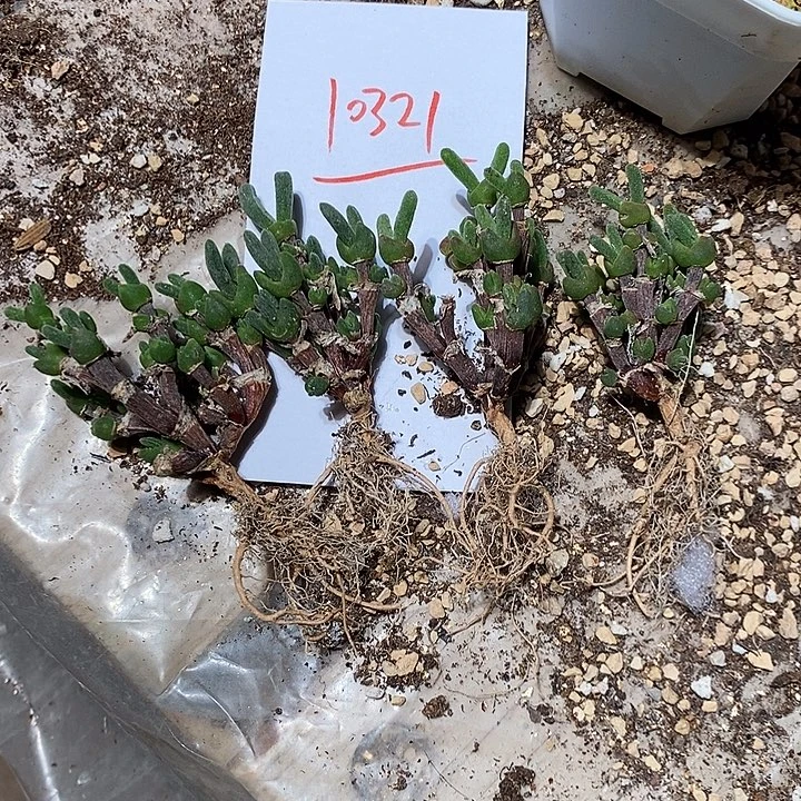 10321。   一群。兔子。