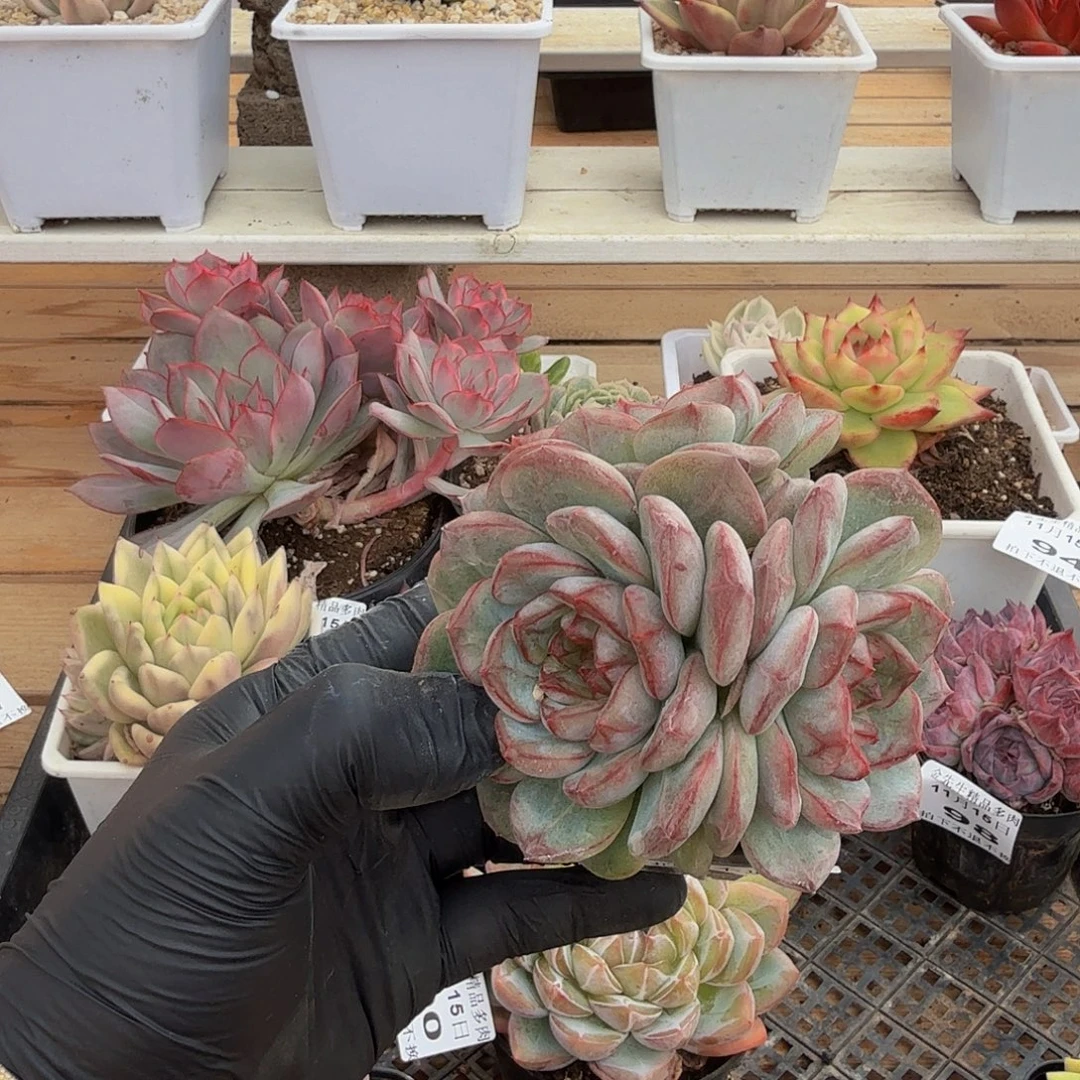 1115-101长相思三头