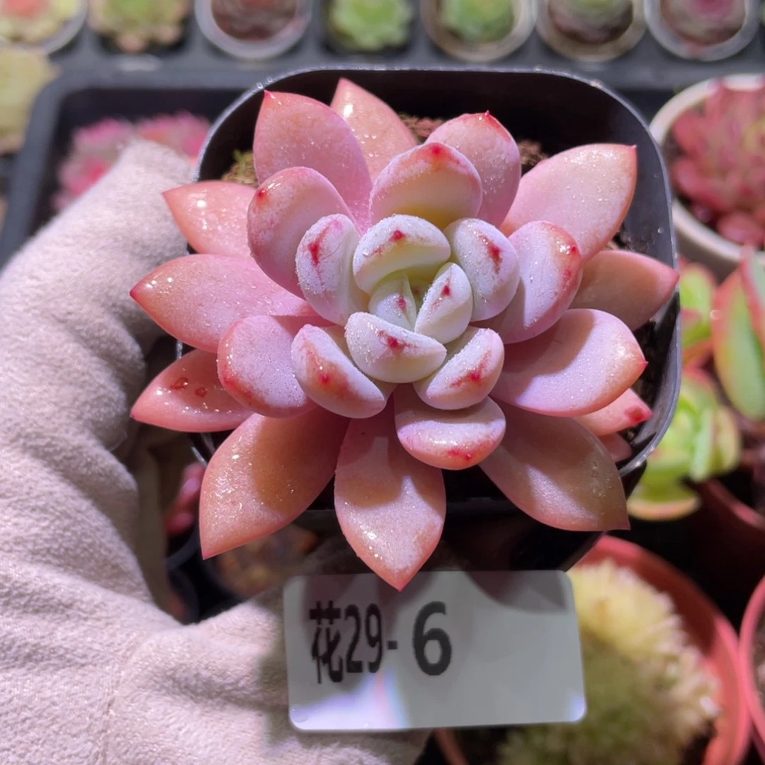 花利美29-6星星雪
