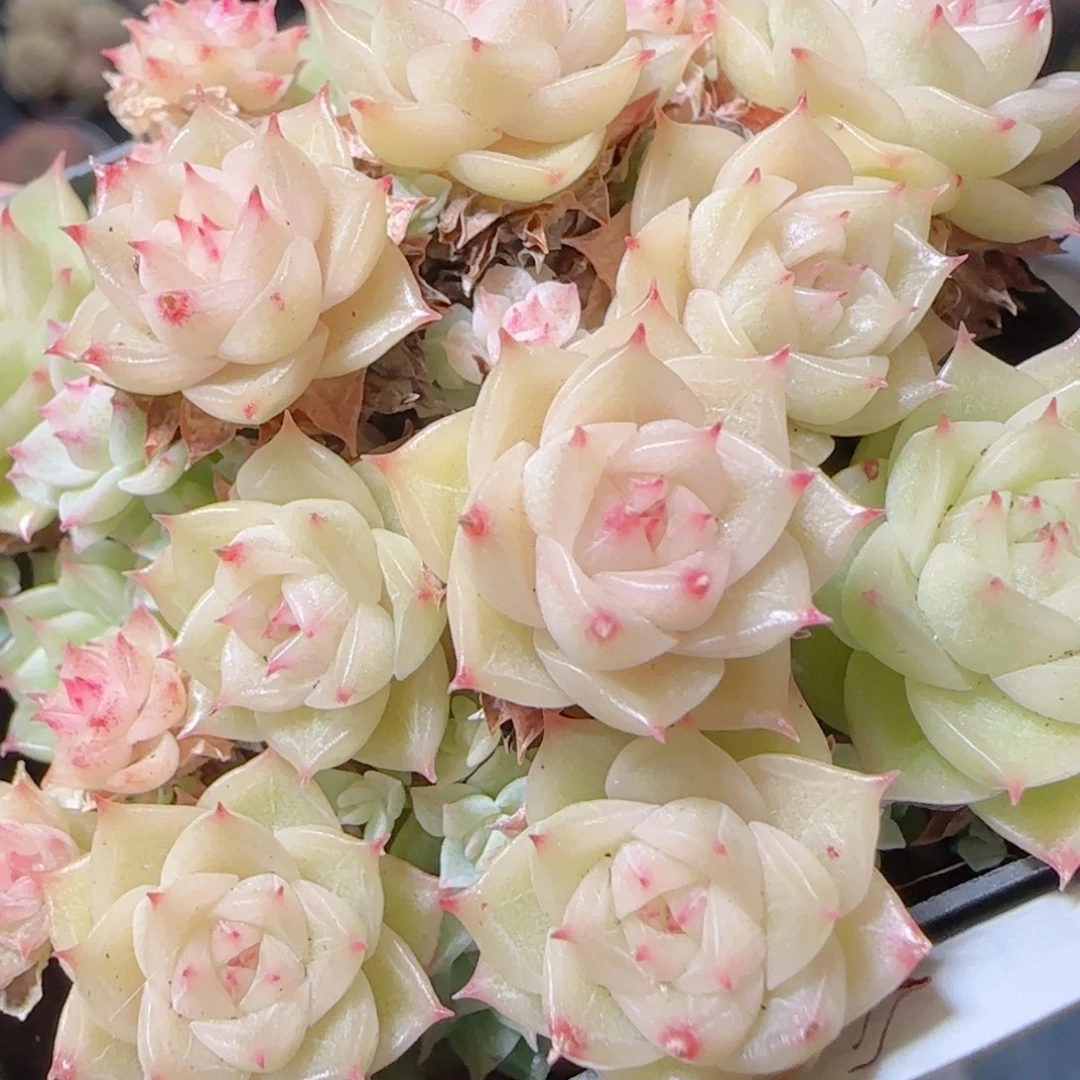 花语多肉1227-01开播福利散