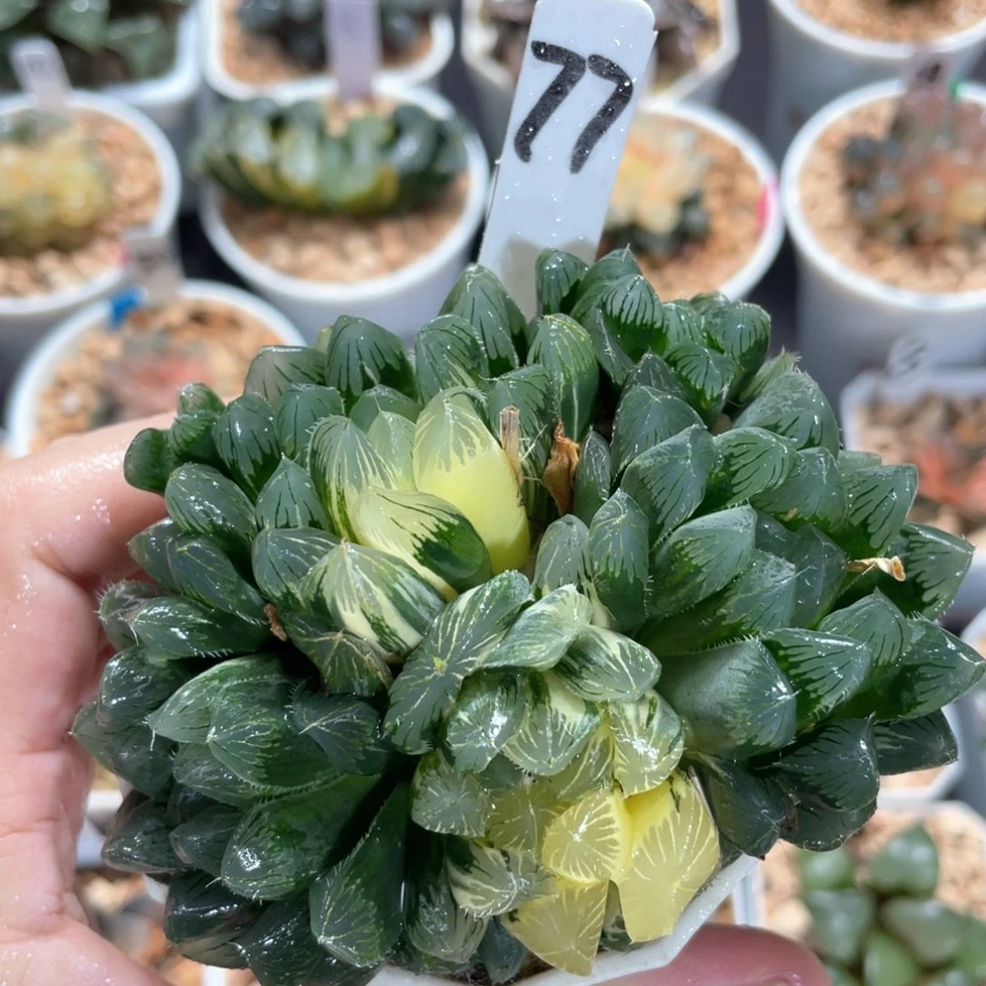 77别系玉露锦群。
