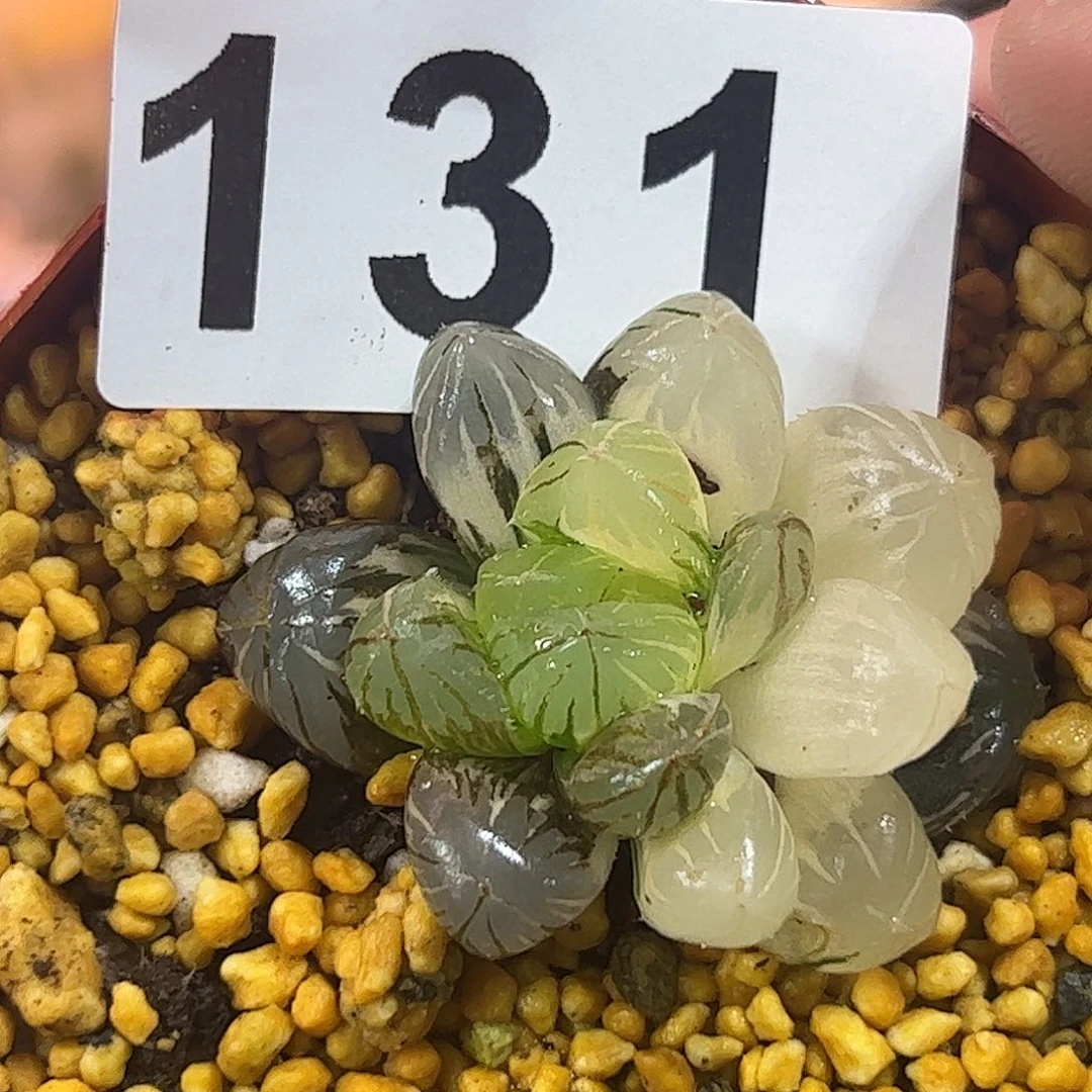 地泉锦十二卷多肉植物