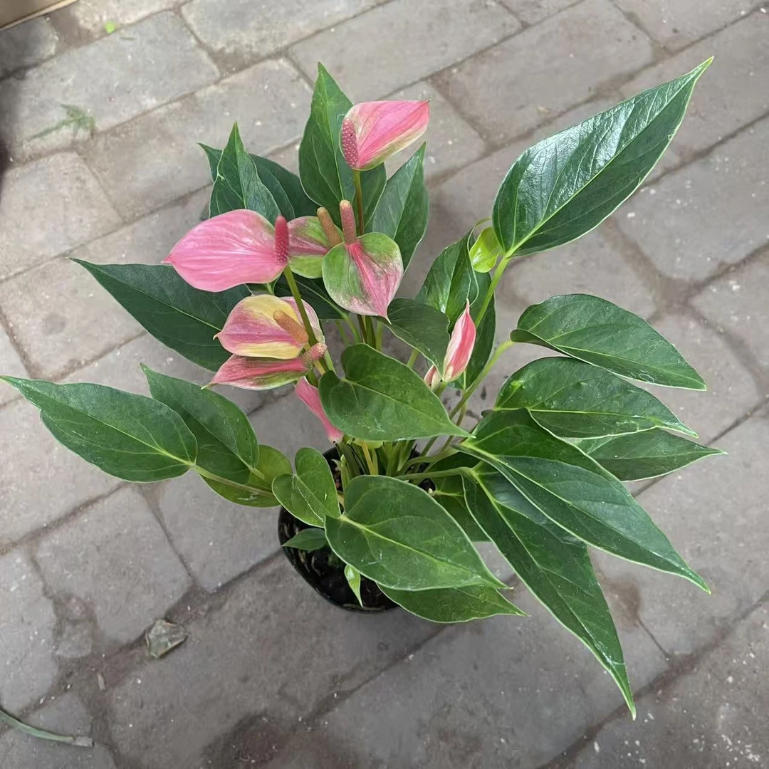 糖果花束粉掌盆栽