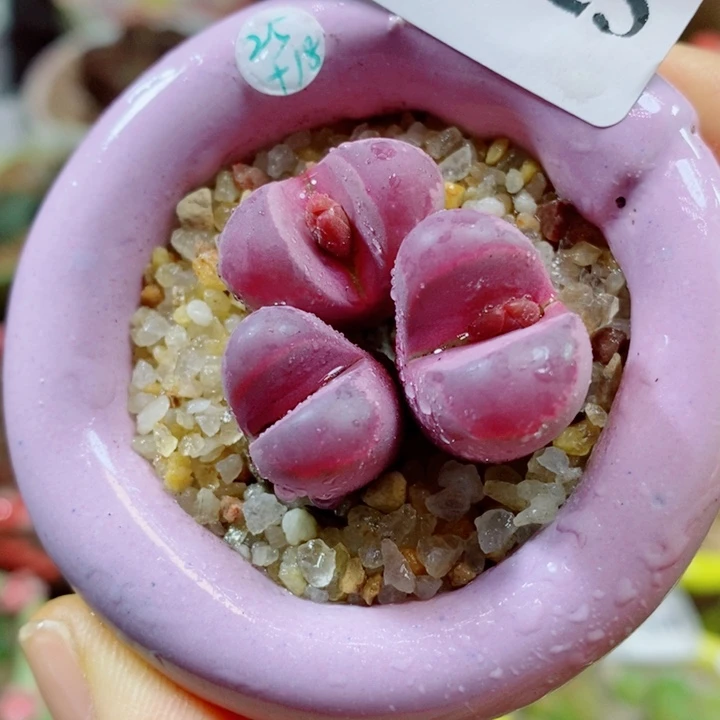 生石花花花花花花花425