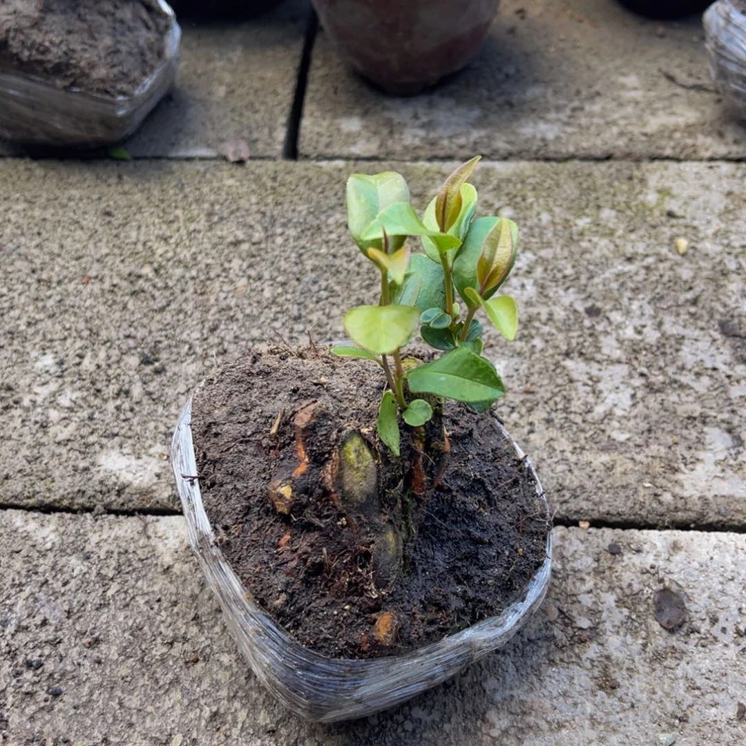 当前无花栽培后可以开花